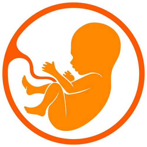 Human-Embryo-min.jpg