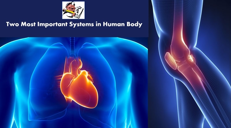 Two Most Important Systems in Human Body